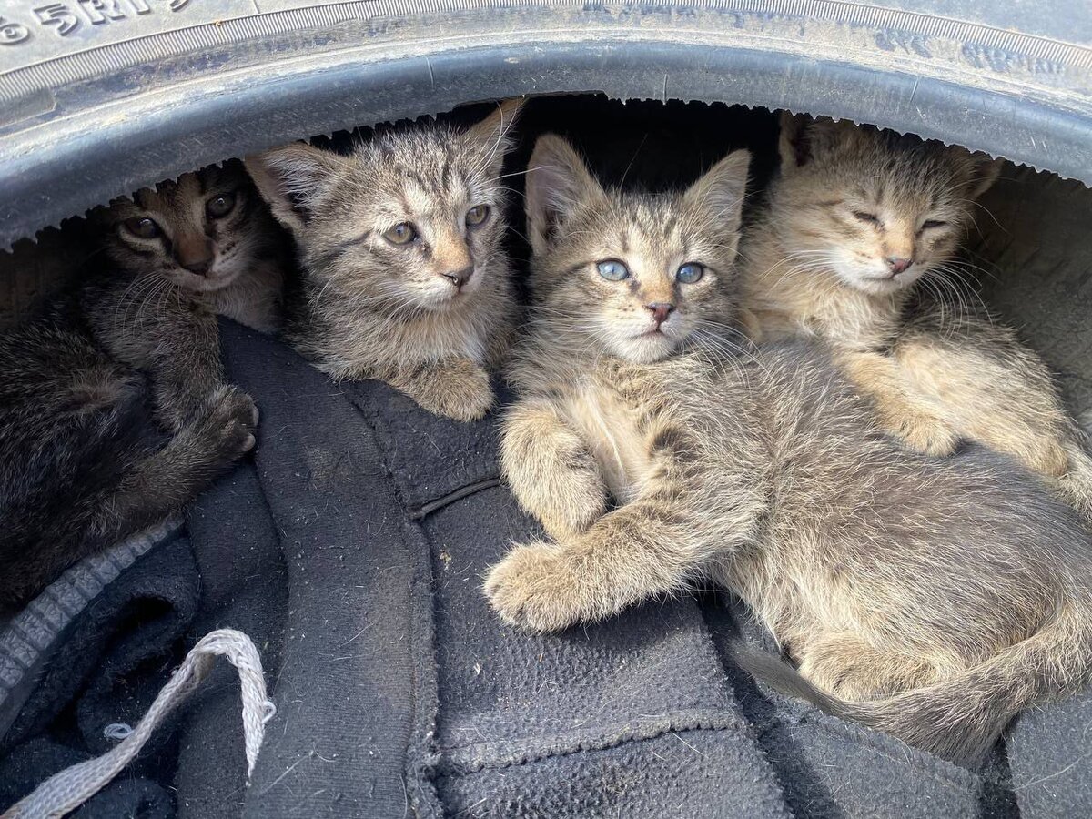 Звук умирающих котят