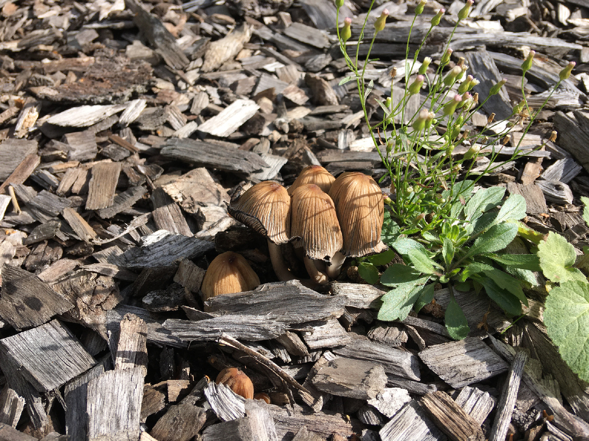 Навозники на вырубке в «Лосином Острове»….Мощные грибницы на щепе сохранили немного влаги от ливней 7 августа….Грибница из глубины черпают остатки тех ливней….