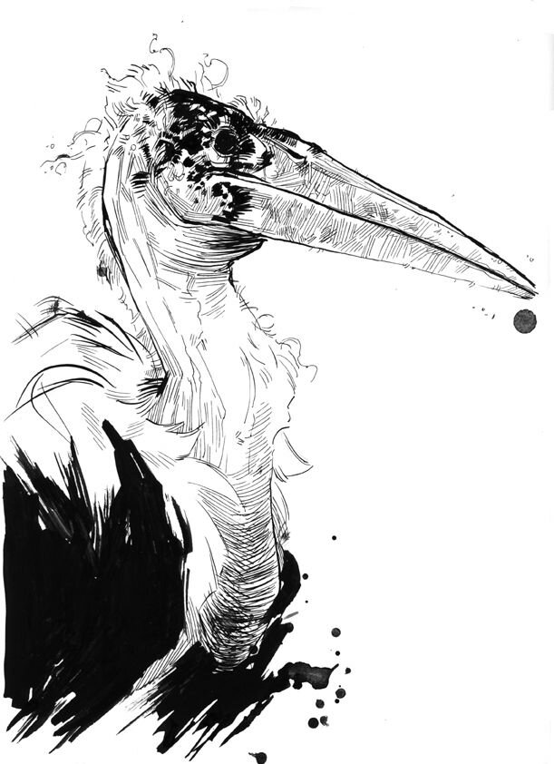 Аист Марабу. Арт рисунок. Картинка в свободном доступе. 