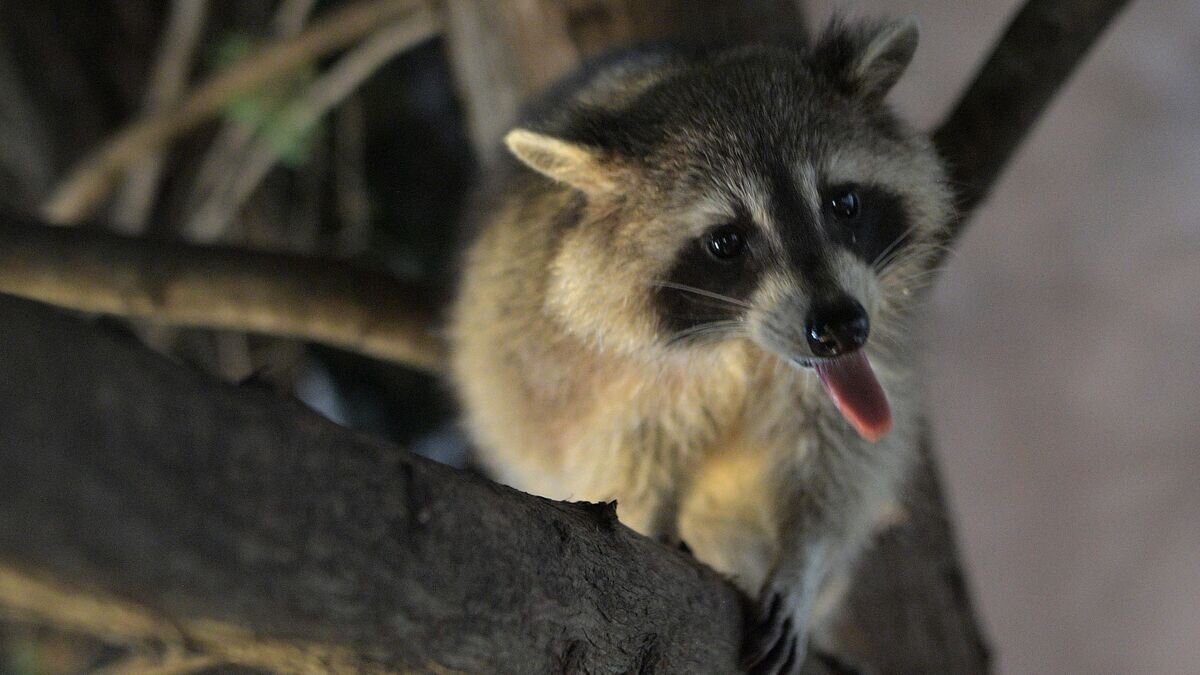    Енот© РИА Новости / Евгений Биятов