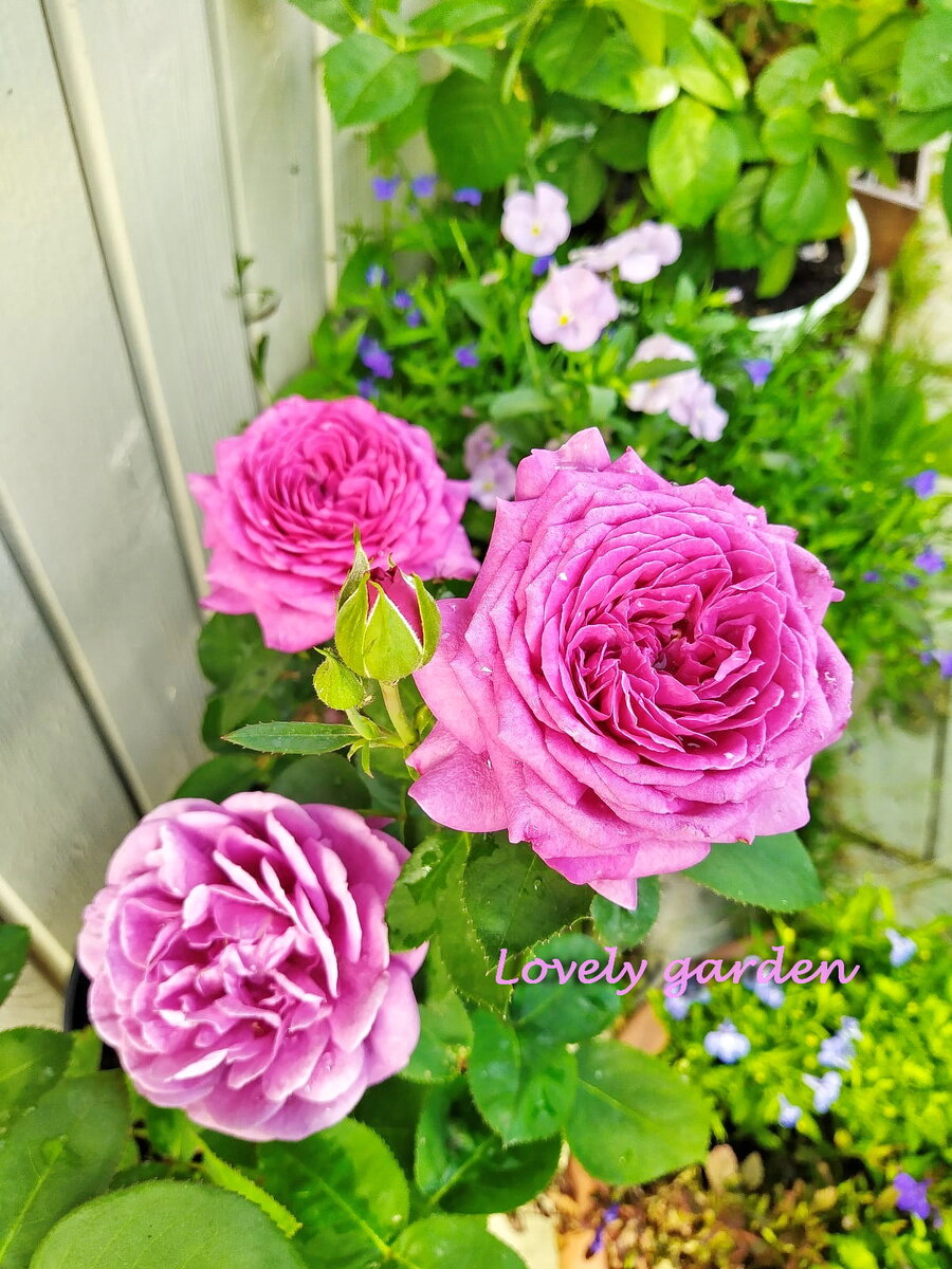 Роза Хайди Клум