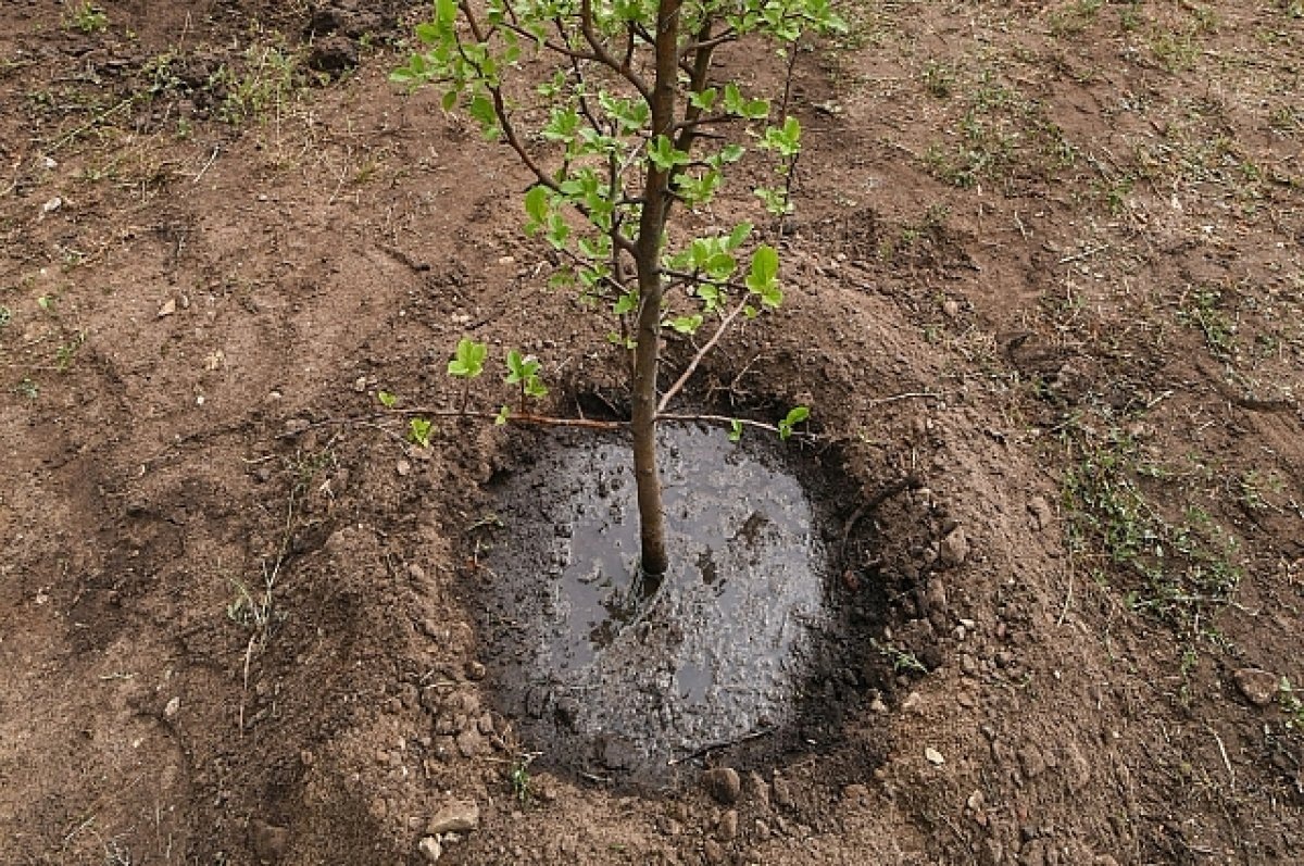    Больше 2000 деревьев высадят в Нижнем Новгороде в 2023 году