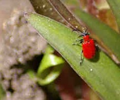 Лилейный жук