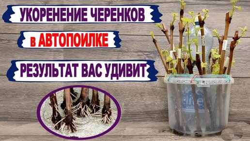 🍇 Отличный СПОСОБ УКОРЕНЕНИЯ черенков винограда для САМЫХ ЛЕНИВЫХ ...