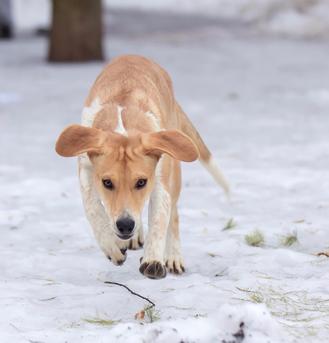 Лея в момент бега (поймать эту собаку в спокойном состоянии просто невозможно)