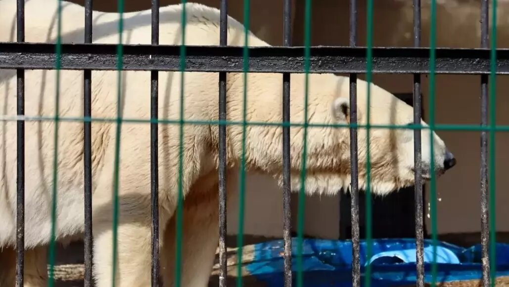     Представители казанского зооботсада поспешили успокоить всех неравнодушных граждан, переживающих за белого медведя Терпея. По данным пресс-службы, в рамках капремонта планируется возведение комплекса вольеров.