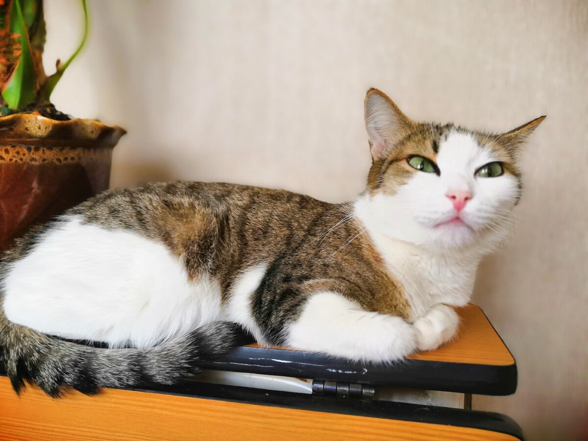 Муся. Стала потихоньку снимать бинты.