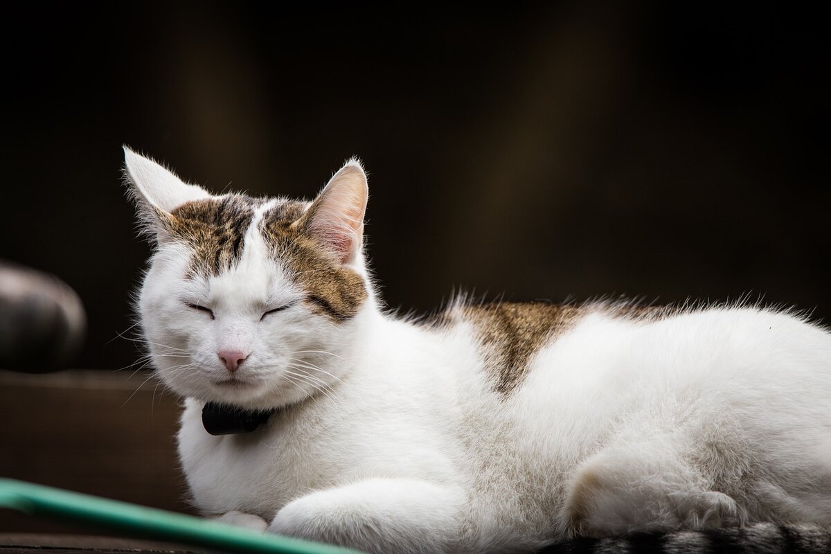 Disco cat. Поющие коты. Кошка белая. Кот на пианино. Белый котик.