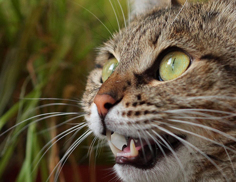 Кошки нюхают ртом. Вибриссы. Кошачьи Вибриссы. Вибриссы у кошек. Усы кошачьи.