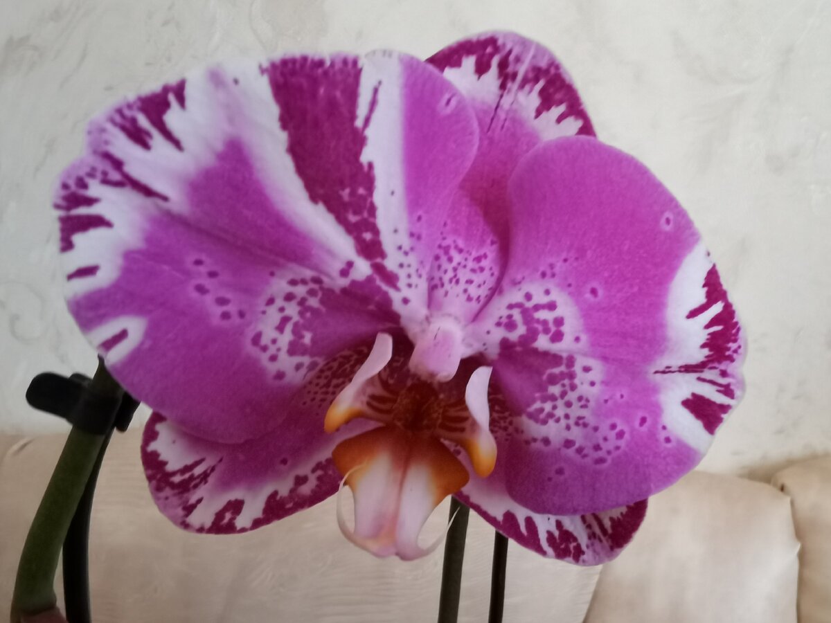 Орхидея с огромными цветами 