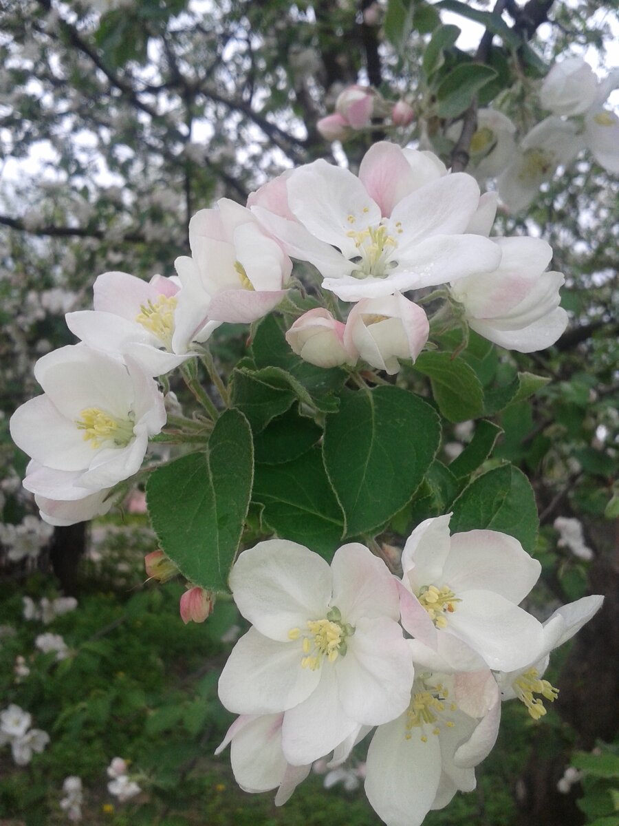 Фото автора. Моя яблоня. Не нашла подходящего кадра из фильма - там сад сильно запущенный