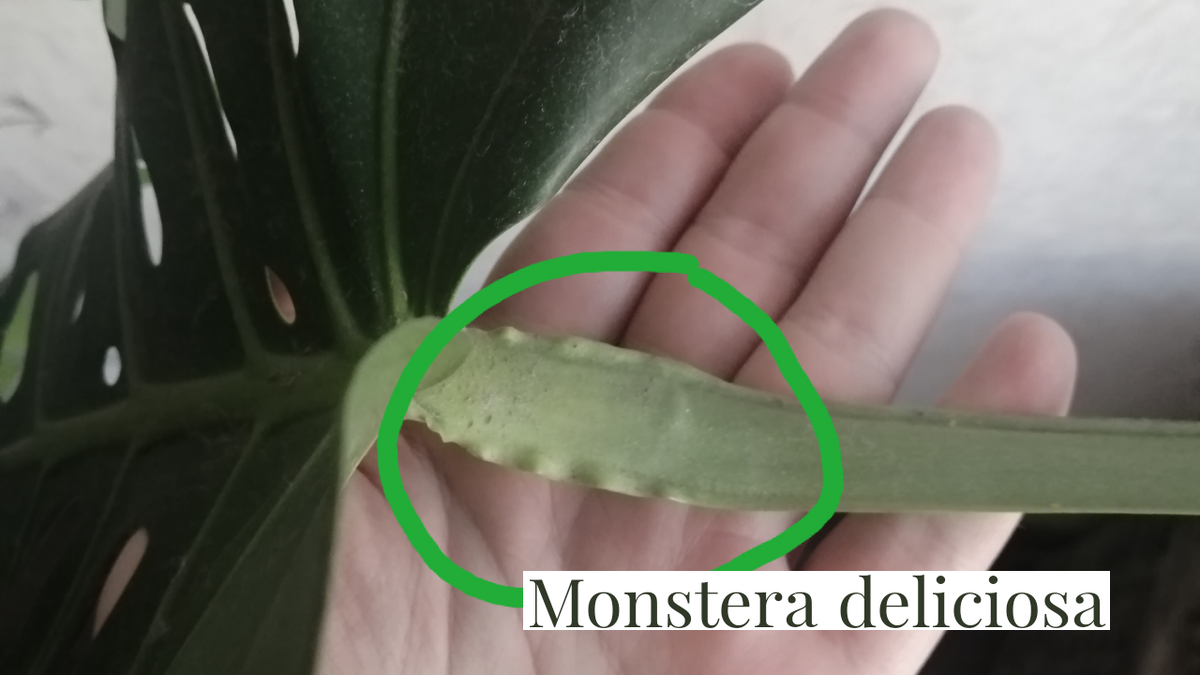 Monstera deliciosa 
