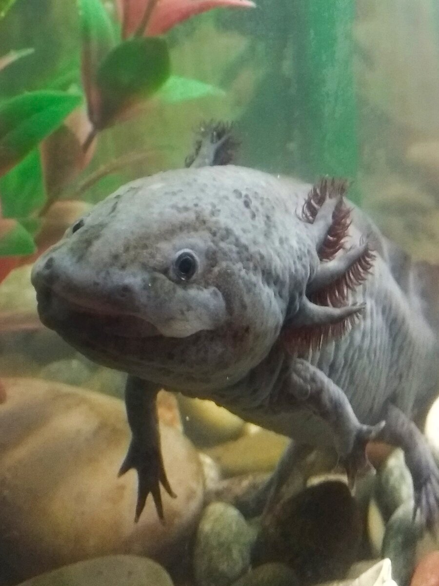 Пушок (фото из личного архива)