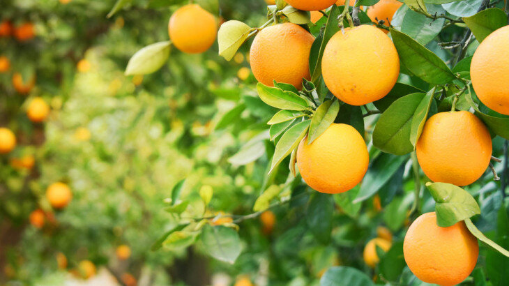 Апельсины - экзотические фрукты, которые полезны для всего тела, но их также можно использовать в масках для лица, поскольку они содержат вещества с сильным антивозрастным действием. Низкокалорийные, но полные питательных веществ апельсины помогают укрепить иммунную систему и предотвратить появление морщин. Один апельсин содержит не менее 170 фитохимических веществ и более 60 флавоноидов, соединений, которые, по данным исследований, обладают реальным противовоспалительным и антиоксидантным действием. 
Узнайте, каковы основные преимущества употребления апельсинов для здоровья и красоты, их питательная ценность и категории людей, которым их следует избегать!