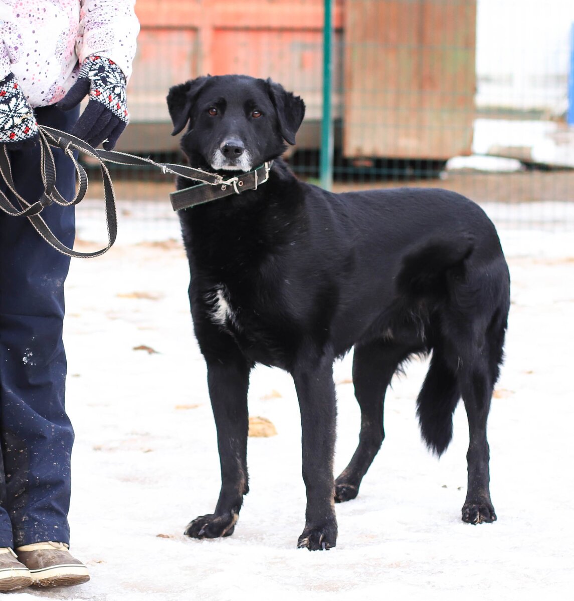 Помните к/ф "Зеленая миля"? Там был добрый, несчастный негр? Сэмушке должно повезти  больше, чем персонажу этой картины