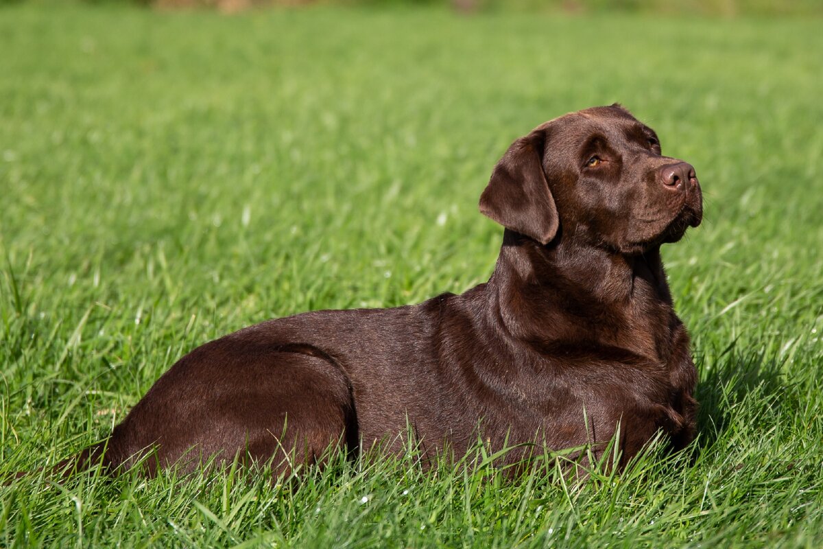 Яндекс картинки www.modatula.com