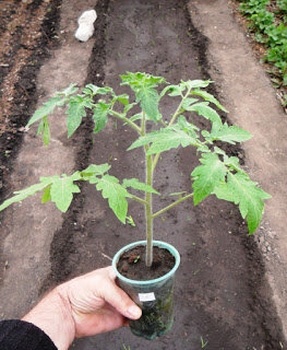  Рассада помидора без пикировки Рассаду я выращиваю в основном в стаканчиках. И чтобы избежать пикировки, сею и помидоры, и перцы непосредственно в стаканчики. 
 
Причем емкости, предназначенные для рассады помидоров, заполняю   на треть , а для перцев - на три четверти .