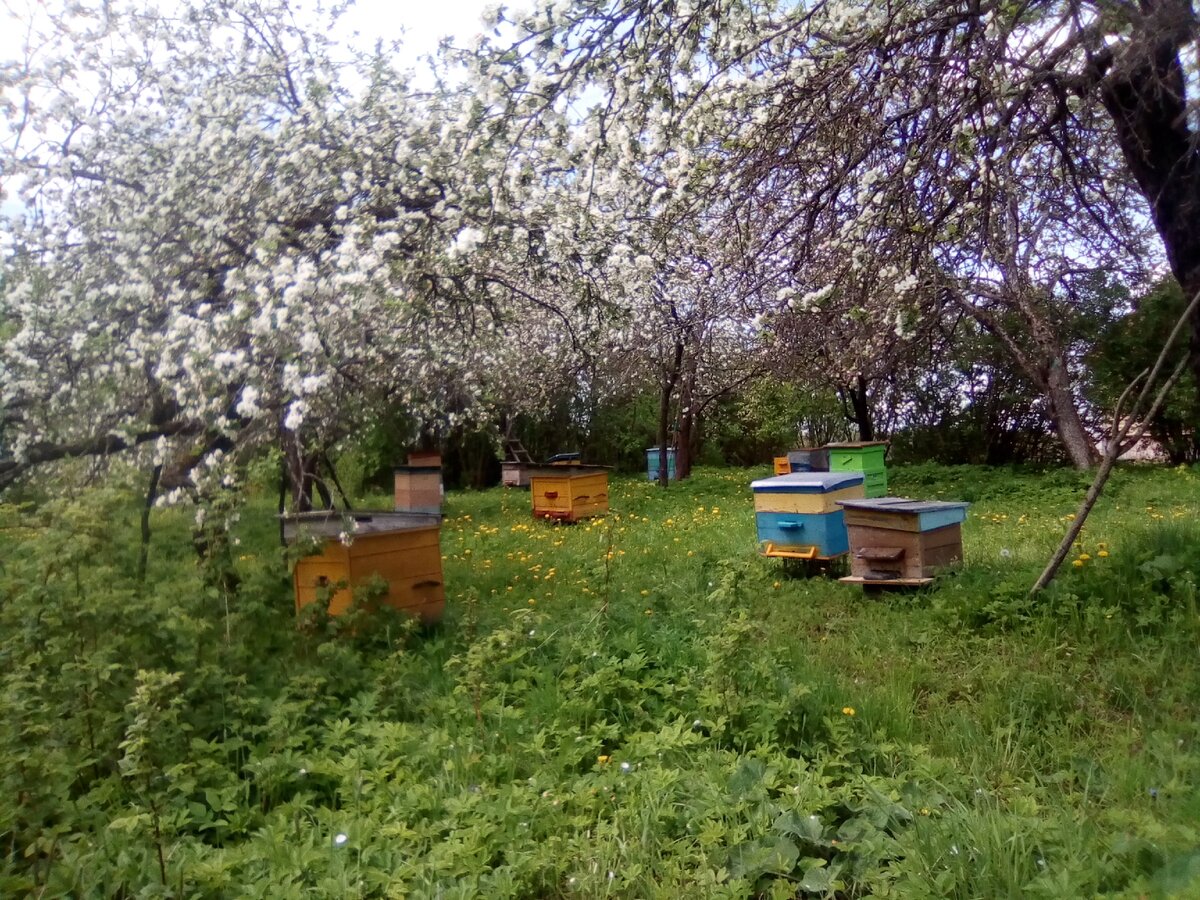 наша пасека в саду,  окруженная лесом