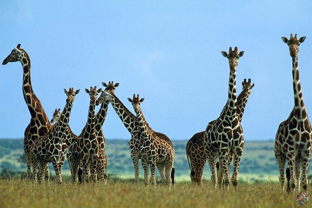 В течение дня жираф может переходить из одной стаи в другую