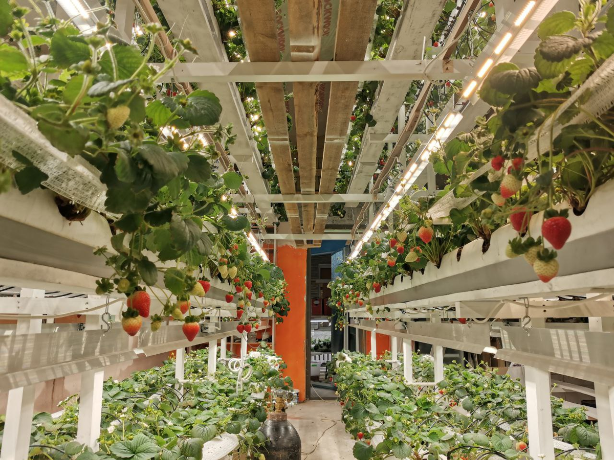 Мое хобби - клубничная сити-ферма