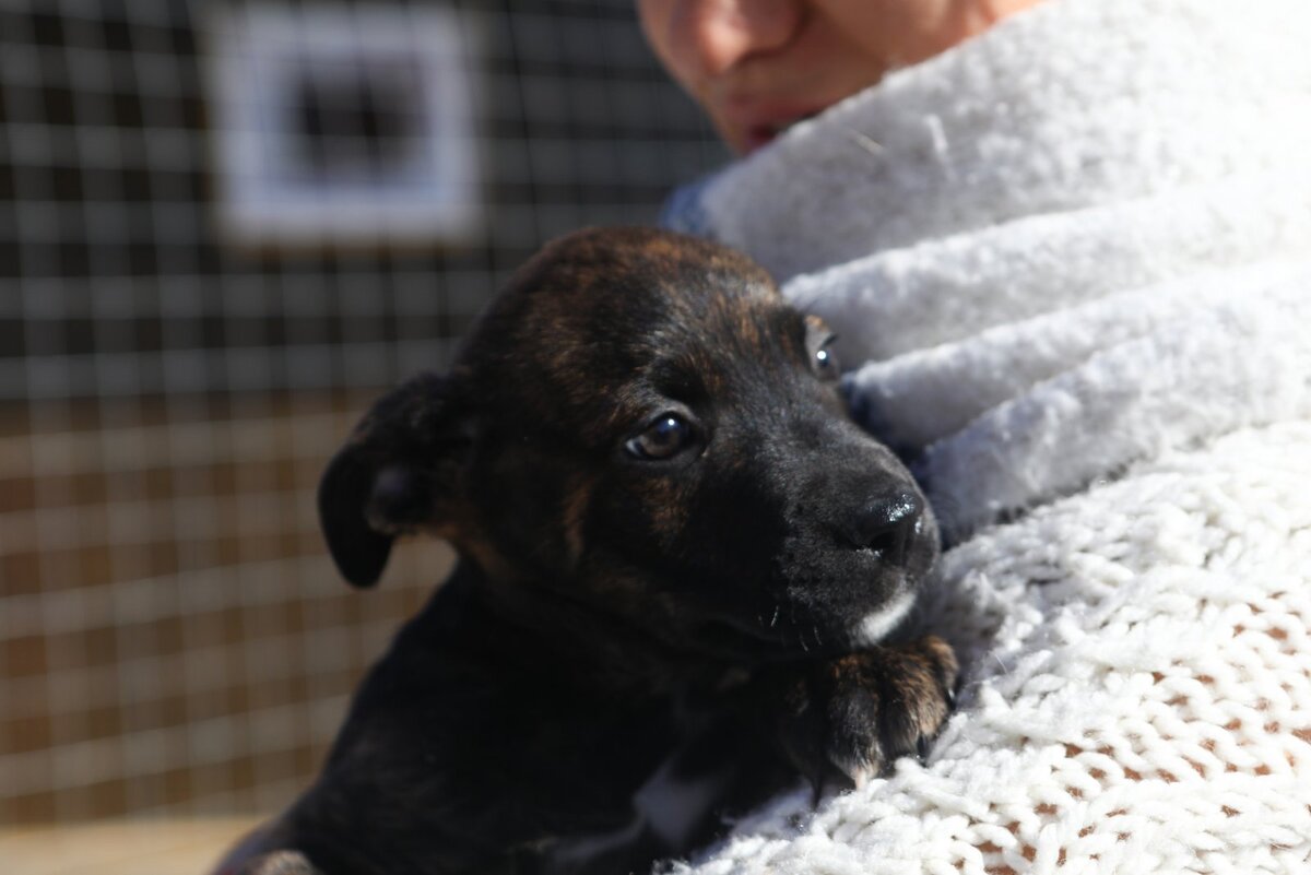 Начнём знакомство с собакой не сразу. Сначала посмотрите на её милого малыша. Не нужного в этой стране ребёнка. Он ищет дом. И сейчас он ест и пьёт "в долг". Платить нам нечем. И девать его некуда. 