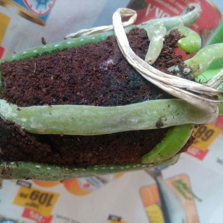 Отличные корни