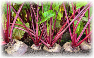 Свекла – сладкий корнеплод, распространенный повсеместно – не выращивают его только в Антарктиде. Хотя в пищу годятся и свежие листья. Овощеводы ценят растение и за вкус, и за лекарственные свойства. Чтобы обеспечить семью таким лекарством на всю зиму, нужно обеспечить ей должный уход. Посадка свеклы весной – один из этапов ее выращивания.