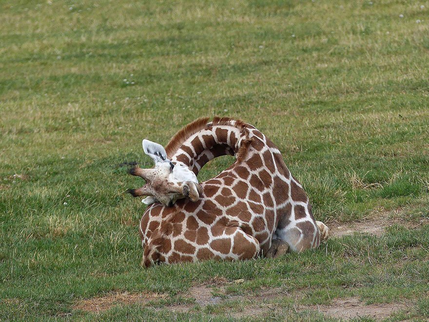Вы не задумывались над тем, как спят жирафы?