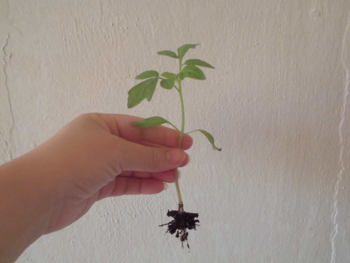 Рассада помидоров, высаженная слишком рано вытягивается и слабеет к моменту высадки. Фото автора.