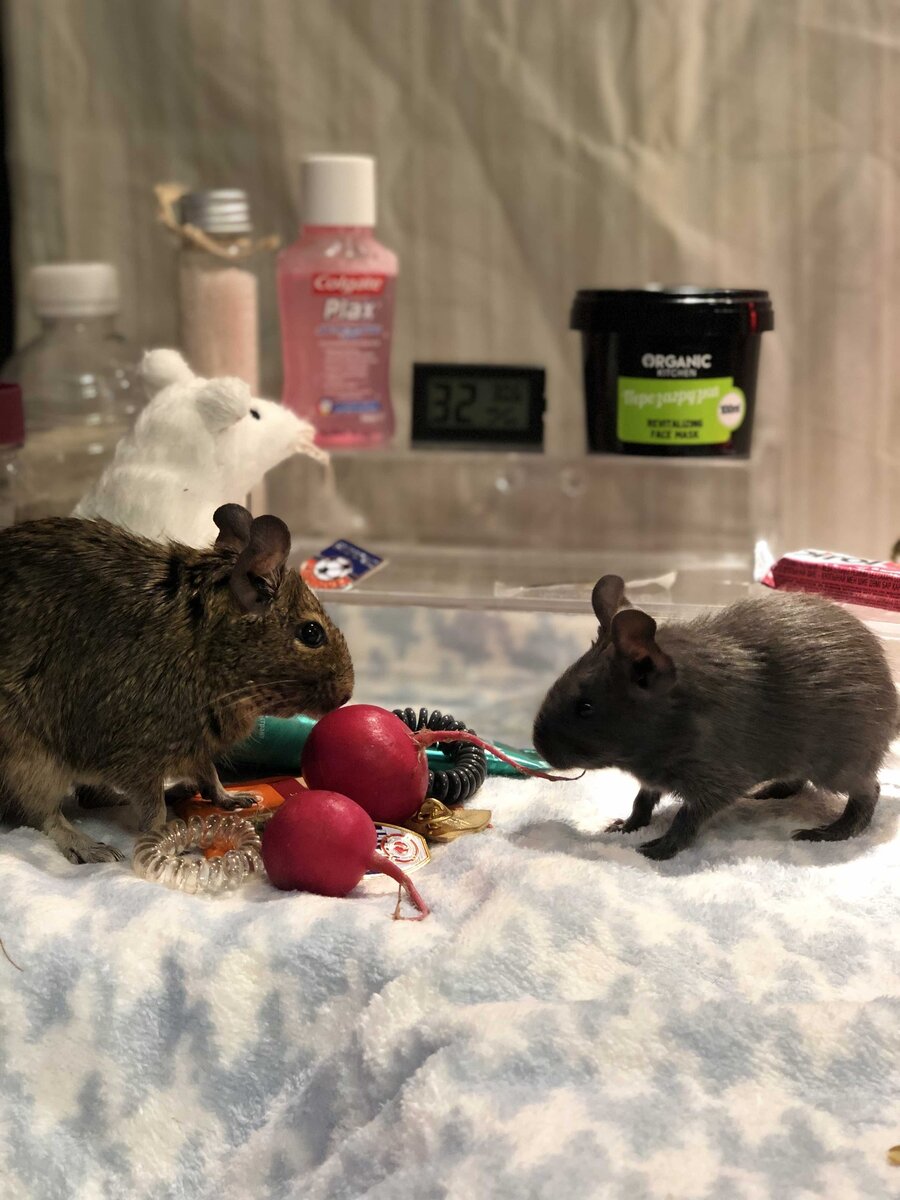 Наши белочки Барова и Черри