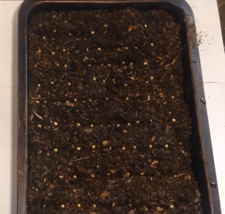 Высадка семян в лоток.