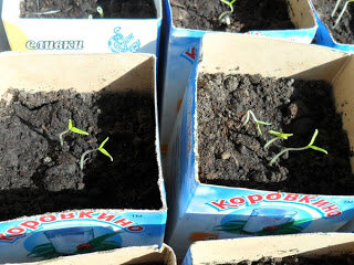  Ростки помидоров