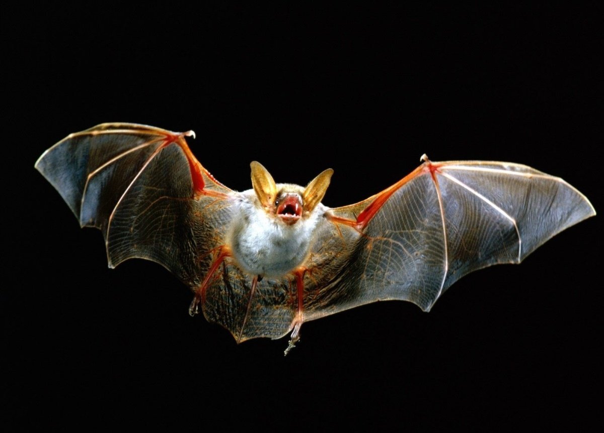 Ночная охотница.