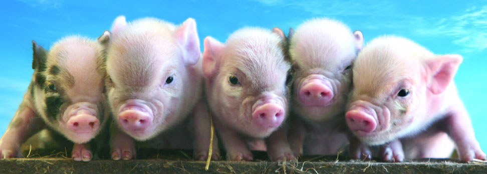 Советы по выращиванию свиней в качестве бизнеса
