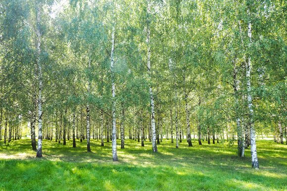 Фото: Цветение берёз; М24