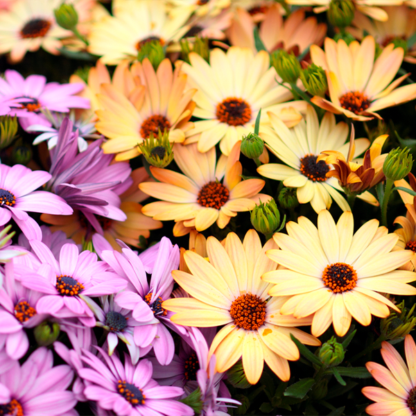 African daisy