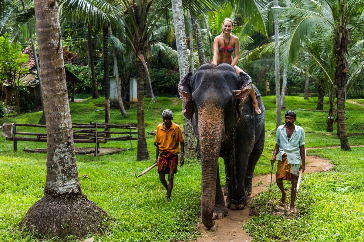 Шри ланка питомник. Слоновий питомник Шри Ланка Пиннавела. Слоновий парк Шри Ланка. Шри Ланка слоны. Канди Шри Ланка слоны.