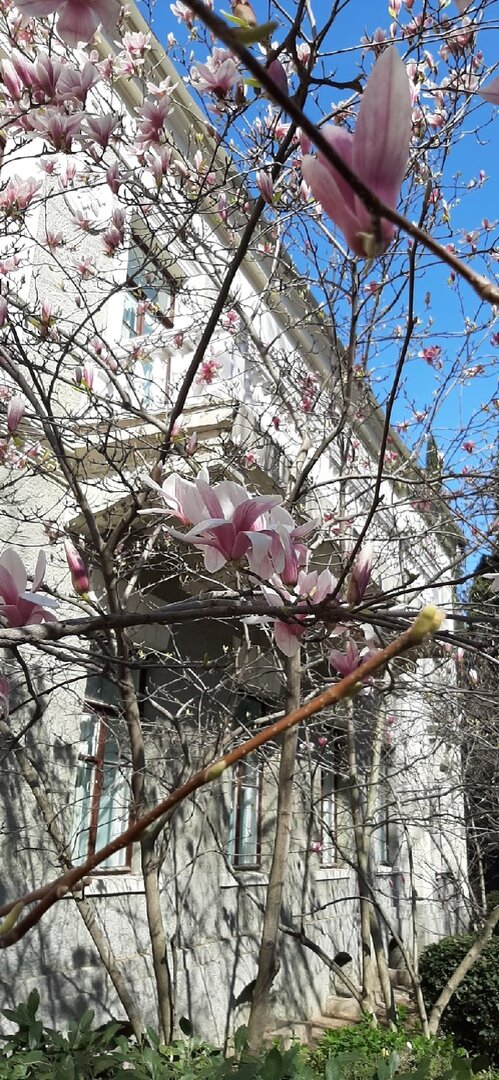 Магнолия Суланжа, Крым, Ялта