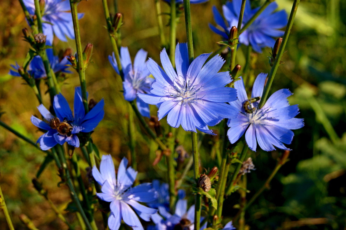 Цикорий обыкновенный. Фото из открытого источника