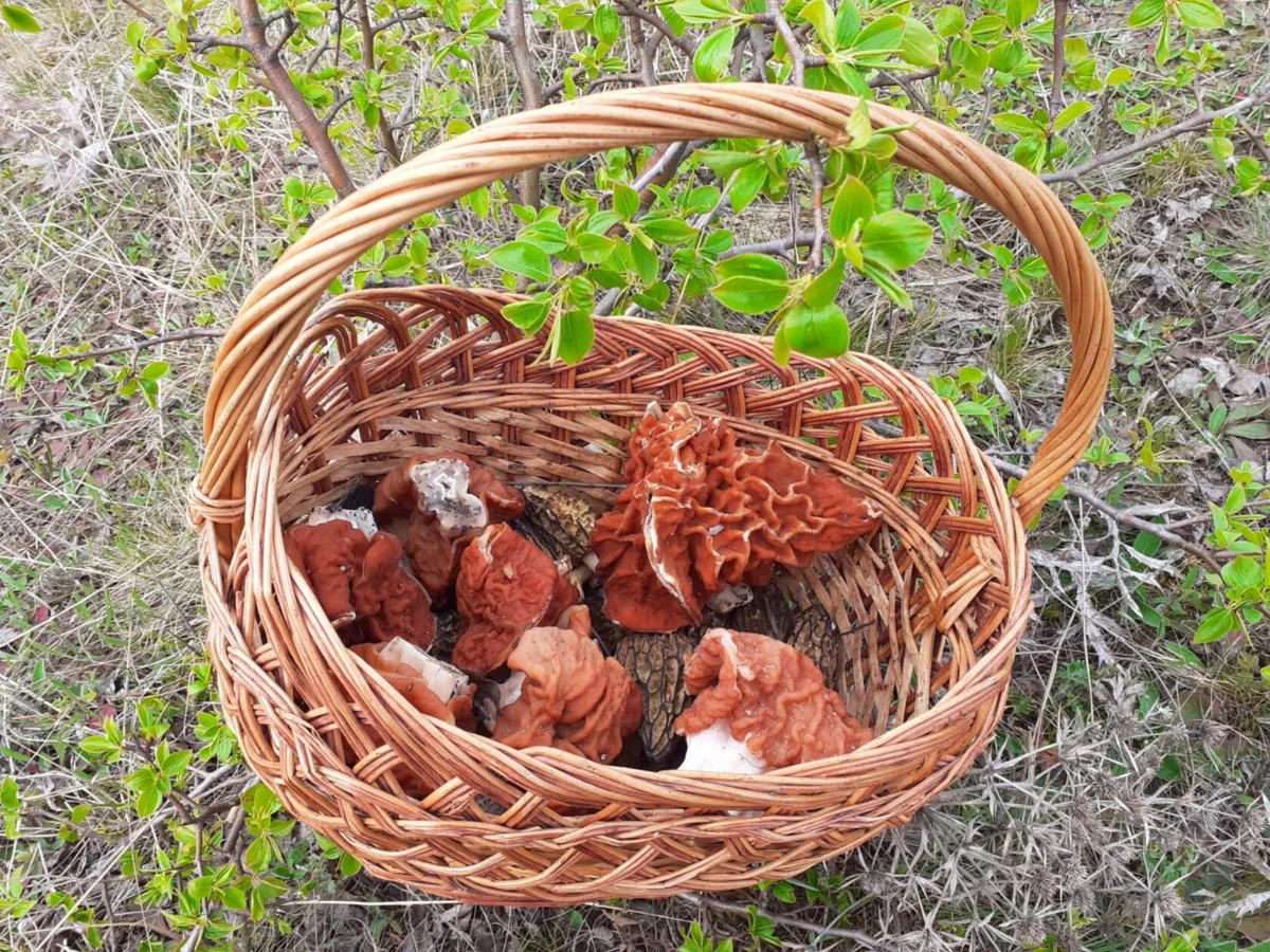 Фото Наталии Борк