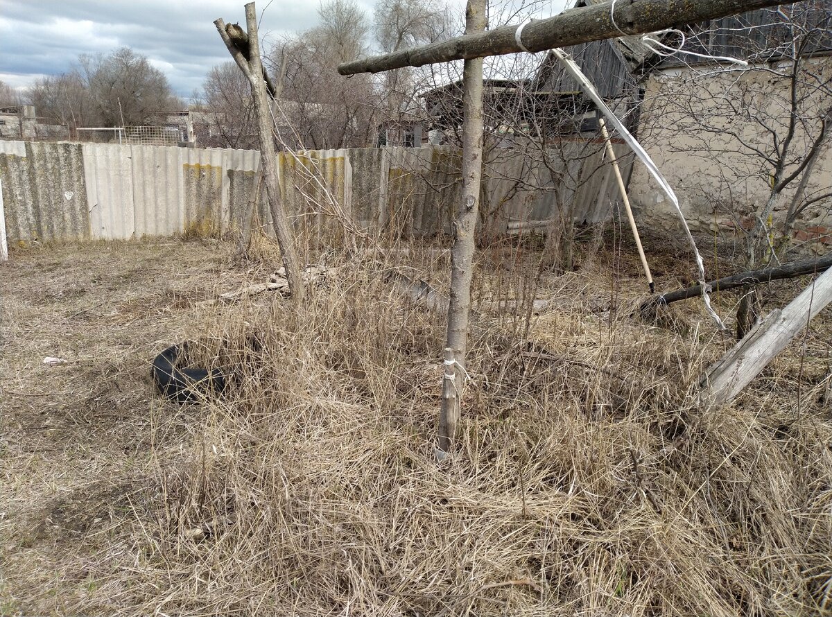 На заднем плане три сливы жаждут обрезки.