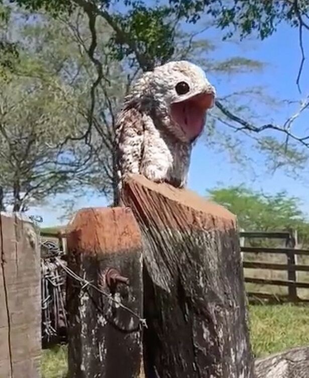 Женщина была напугана огромным ртом и гигантскими глазами существа