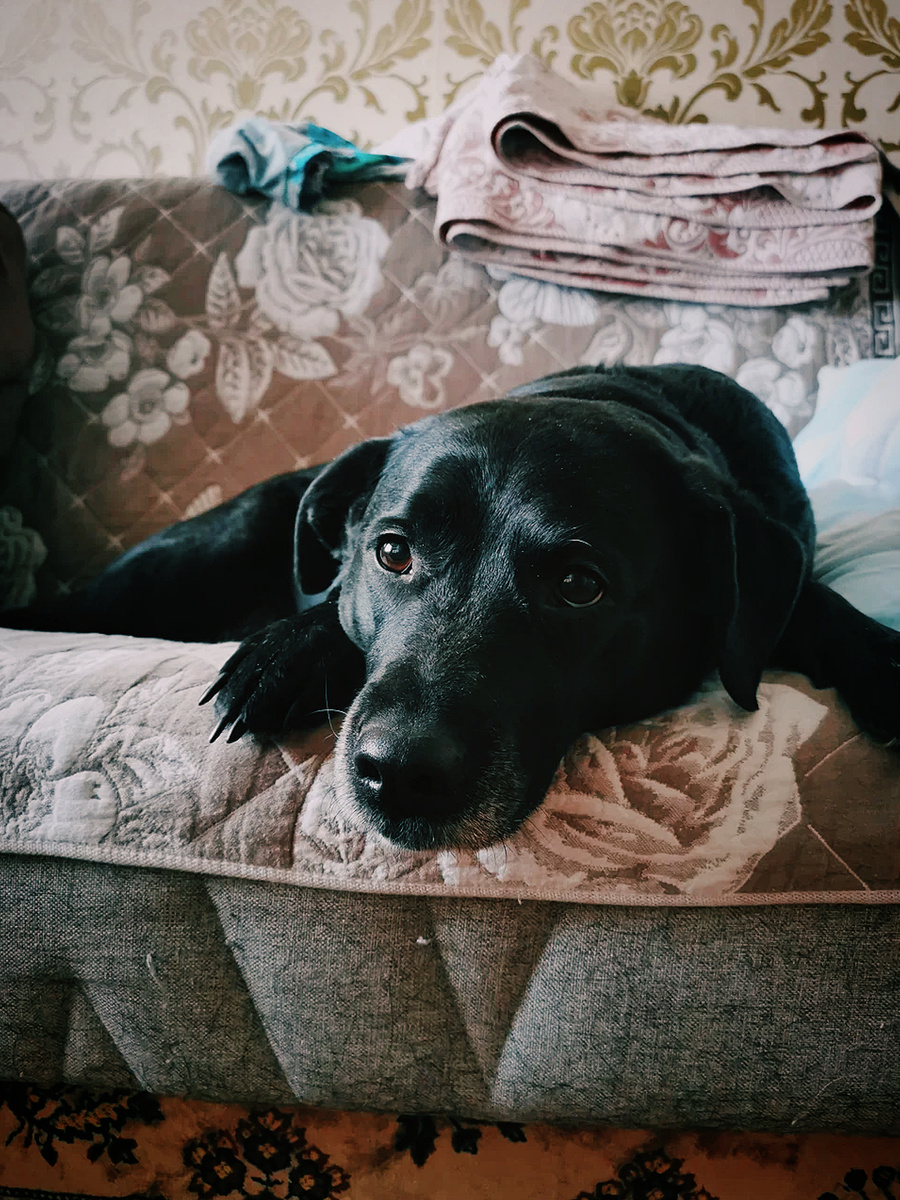 Боня отдыхает 