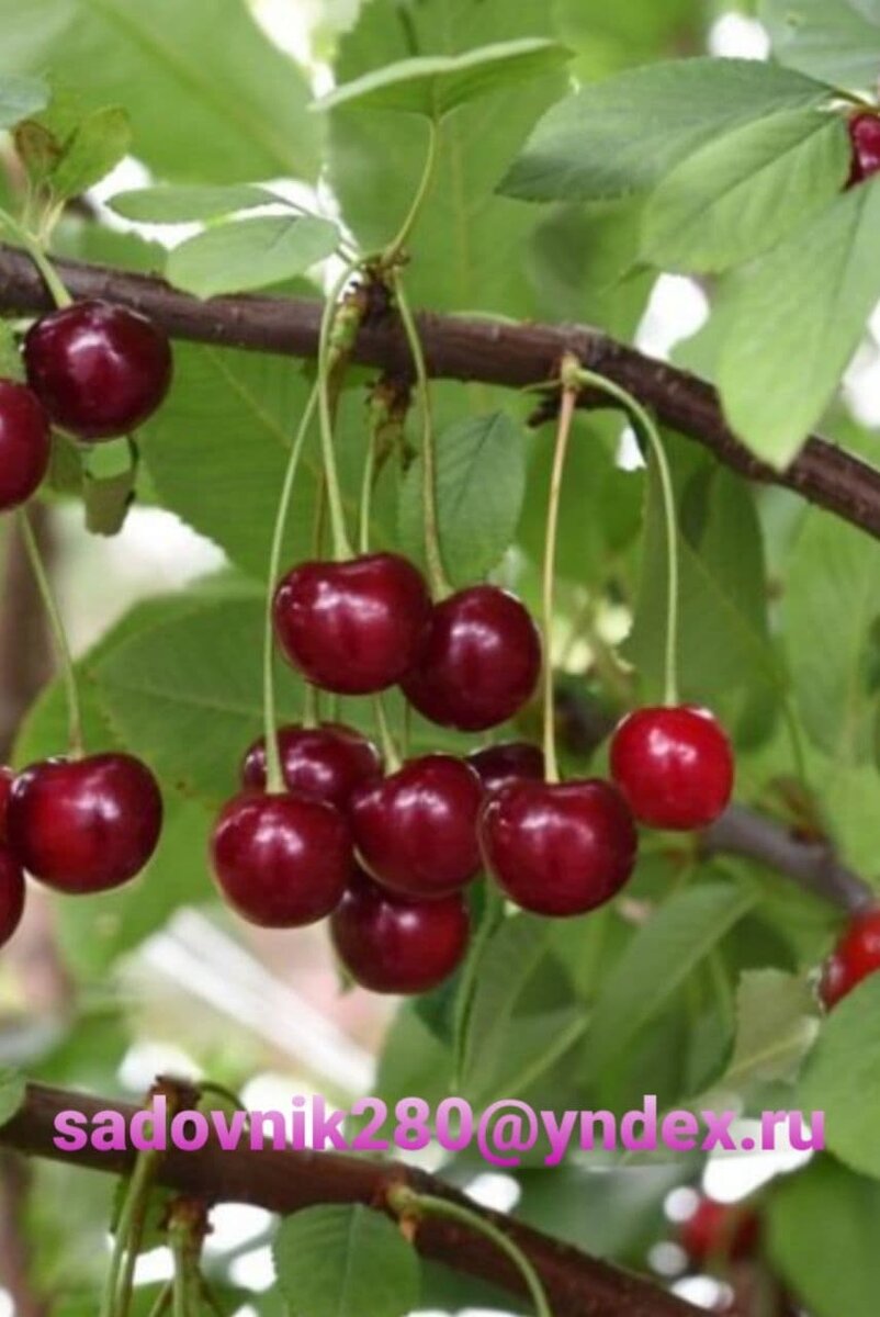 Вишня хороша в любом виде, но вкуснее всего только что сорванная с дерева.