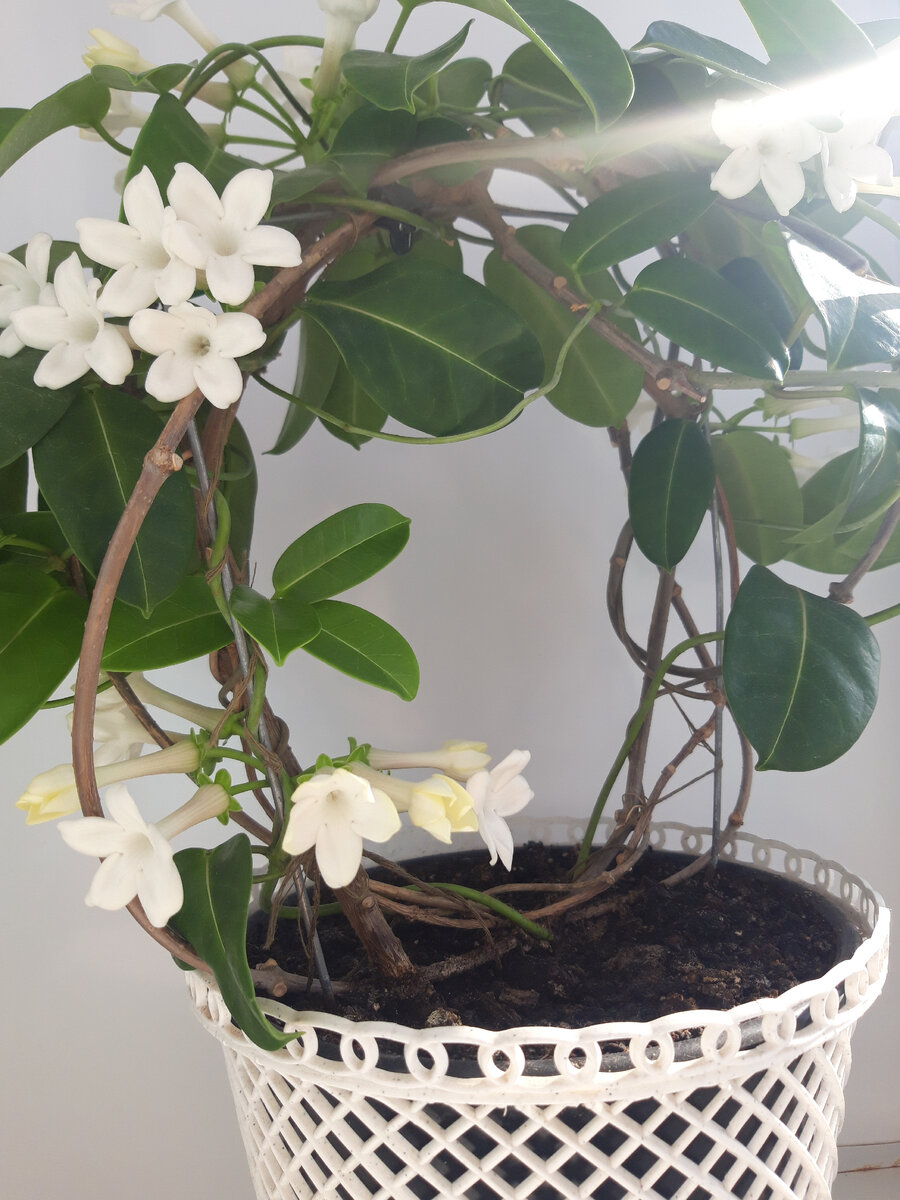 Цветение мадагаскарского жасмина