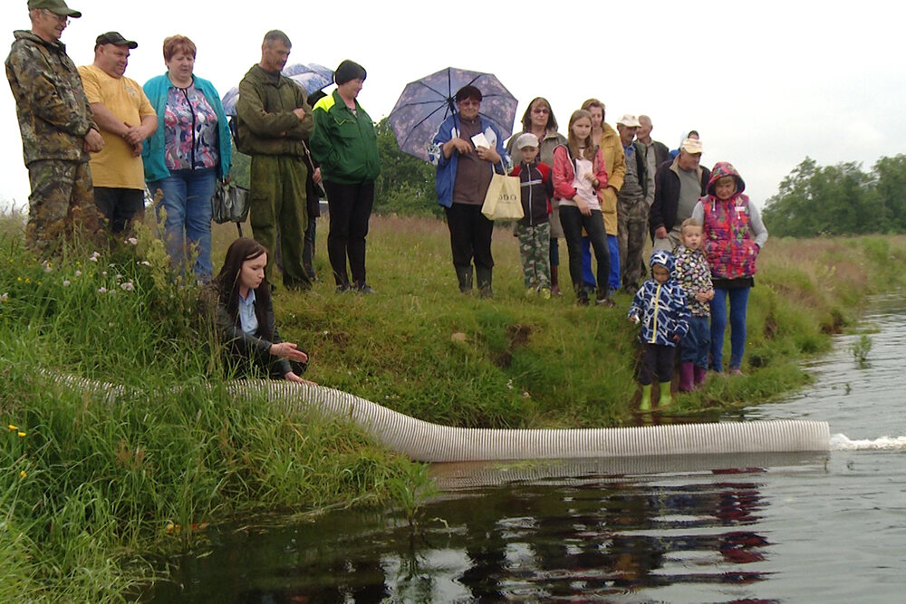 Выпуск стерляди на реке Молога Вологодская область