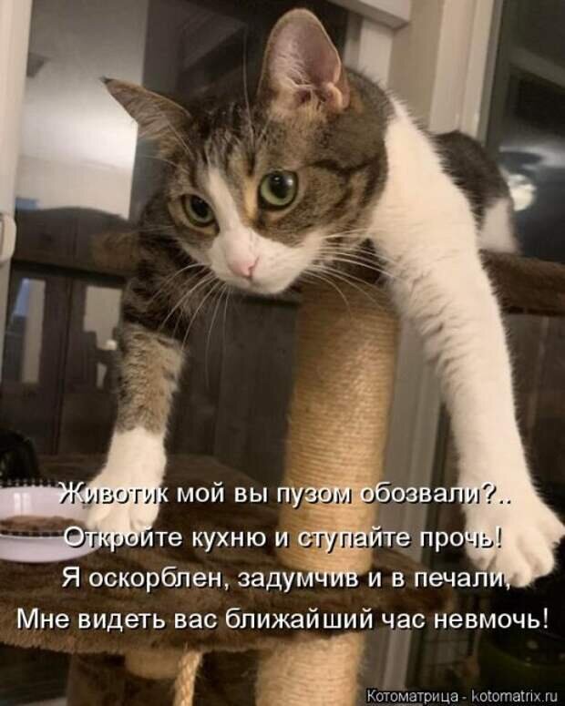 - Прикинь, пацаны, вчера план курили, смеялись, решили кота накурить... - Ну и че кот?
- А ниче - с нами сидел, смеялся... 