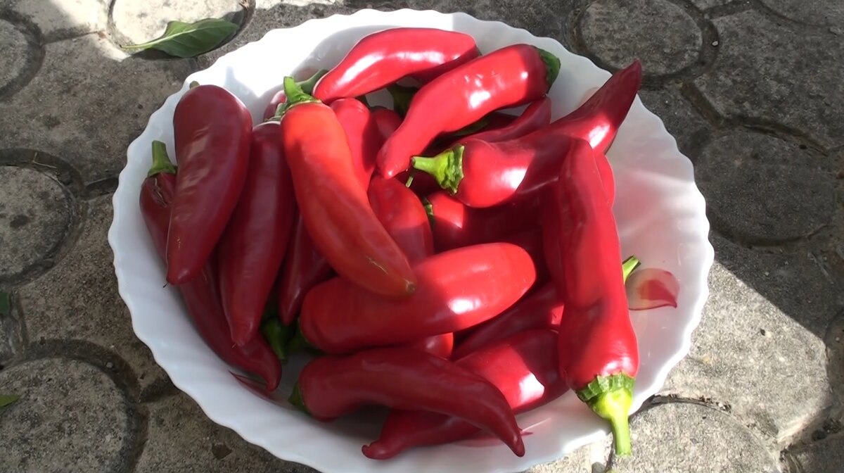 Урожай с одного растения