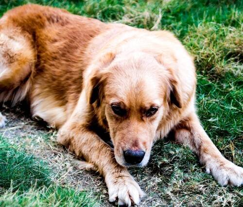 Наложение асептической повязки и фиксация