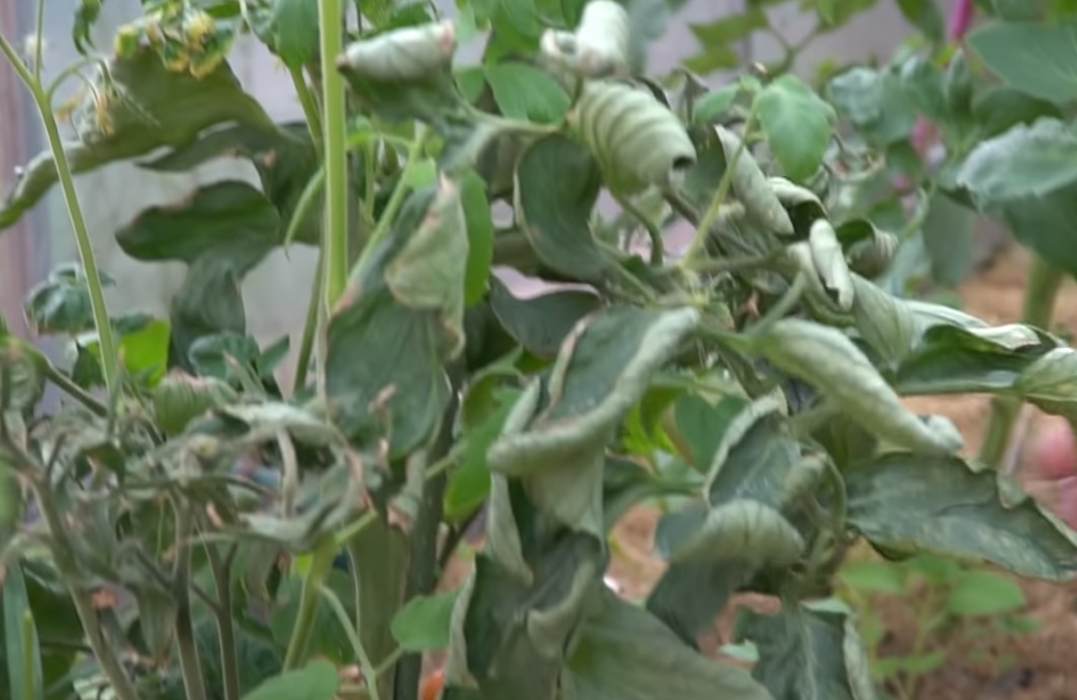 Почему скручиваются листья у томатов и что надо делать — Fertilizer Daily